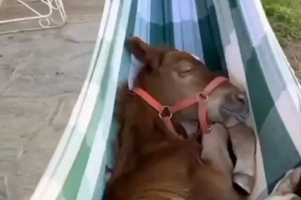 Un burro se relajó en una hamaca y se volvió viral
