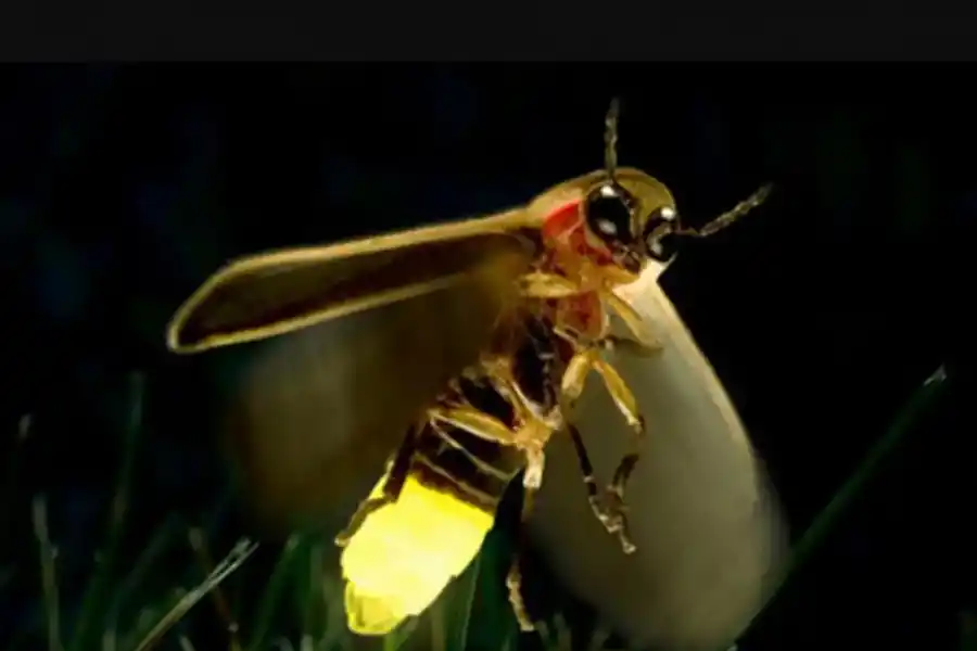 ¿Por qué ya no vemos más luciérnagas?