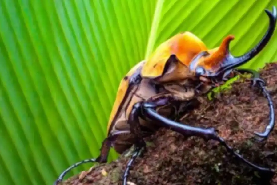 DESLUMBRANTES INSECTOS. “Bichos” muestra una vida minúscula.