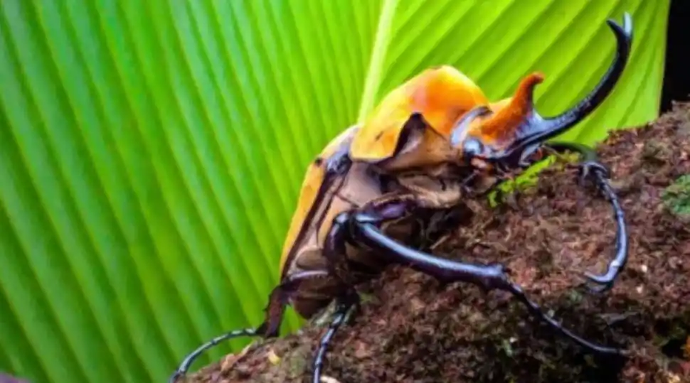 DESLUMBRANTES INSECTOS. “Bichos” muestra una vida minúscula.