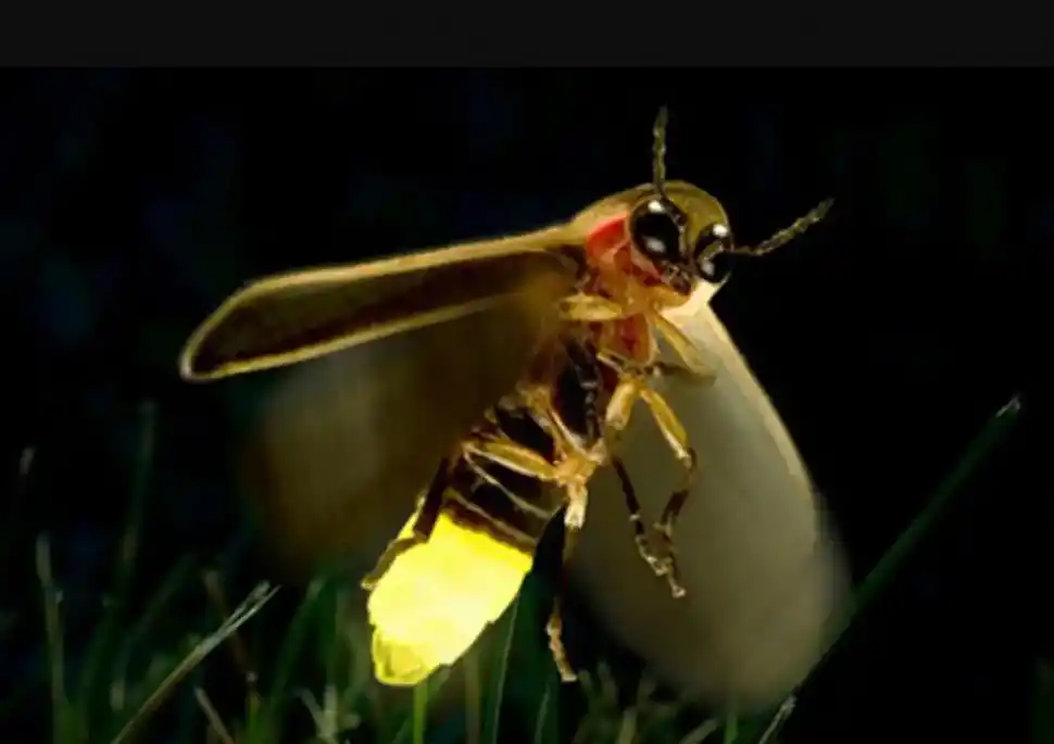 ¿Por qué ya no vemos más luciérnagas?