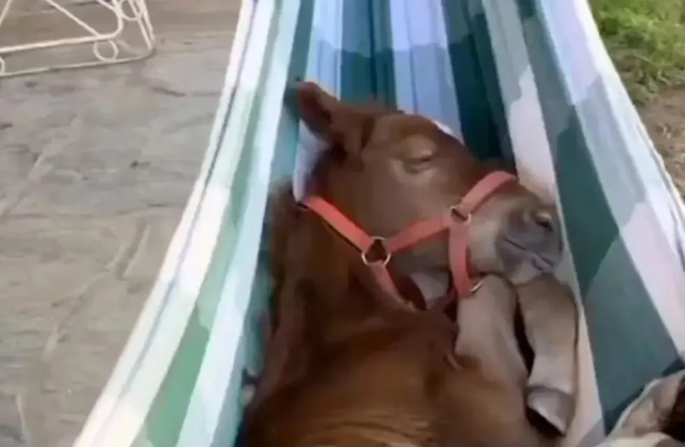 Un burro se relajó en una hamaca y se volvió viral