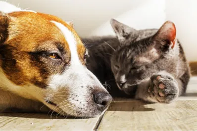 Ola de calor: siete consejos para proteger a los perros y gatos de las altas temperaturas