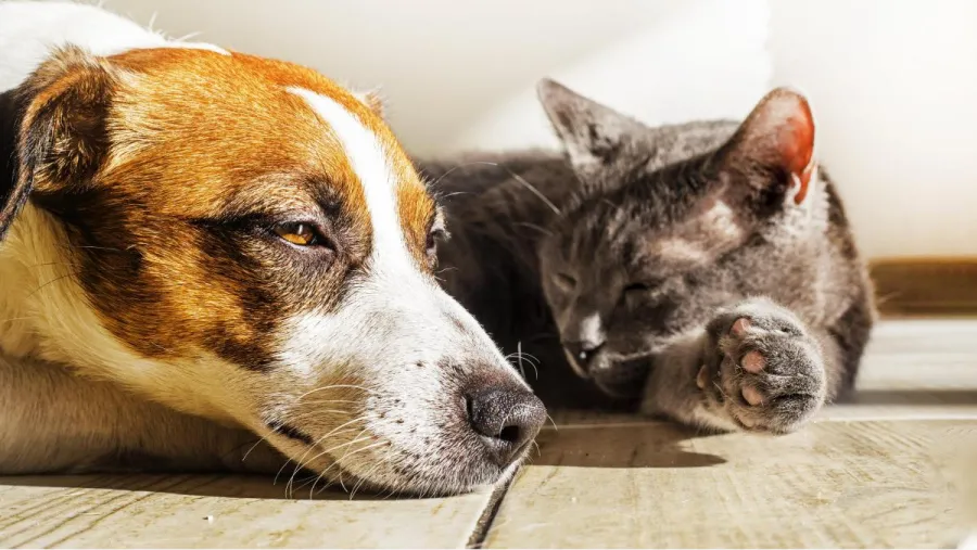 Cómo proteger a los perros y gatos de los golpes de calor