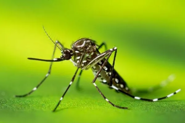 Dengue: cuál es la situación epidemiológica en la Provincia