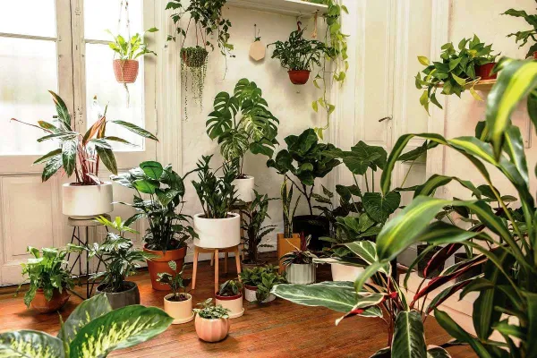 Ola de calor: cuáles son las cinco plantas que ayudan a mitigar las altas temperaturas dentro de tu casa