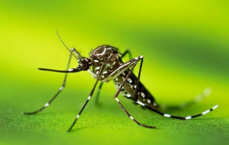 Dengue: cuál es la situación epidemiológica en la Provincia