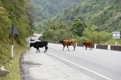 Sondeo LA GACETA: ¿qué debe hacerse con los animales sueltos en las rutas?