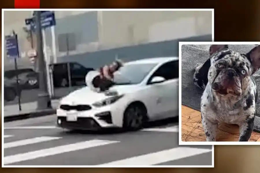 Una mujer se avalanzó sobre un auto en movimiento para evitar que le roben a su perro