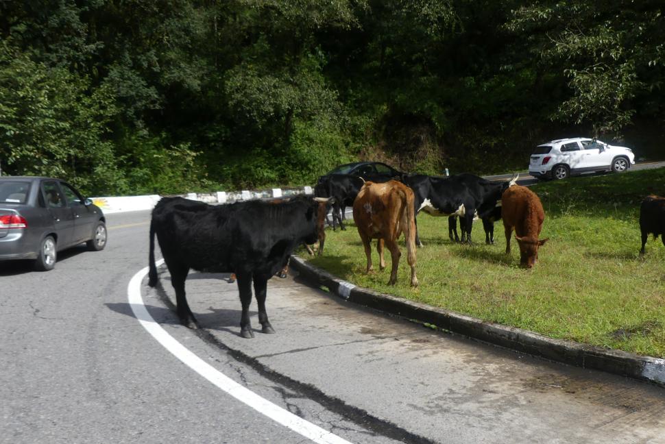 EN REBAÑO. Por su gran tamaño, las vacas y caballos son las especies más peligrosas que se cruzan en la ruta a los valles. Los equinos constituyen un mayor riesgo por su agilidad de reacción.
