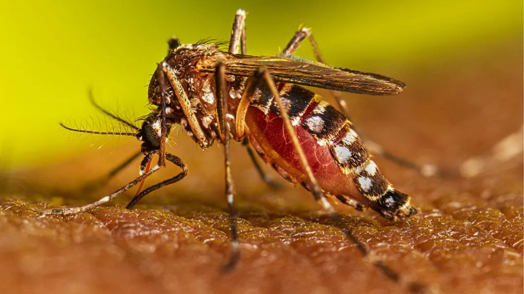 Dengue: así se bloquea el avance del virus cuando aparece un caso