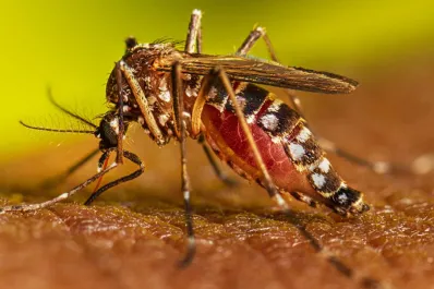 Dengue: así se bloquea el avance del virus cuando aparece un caso