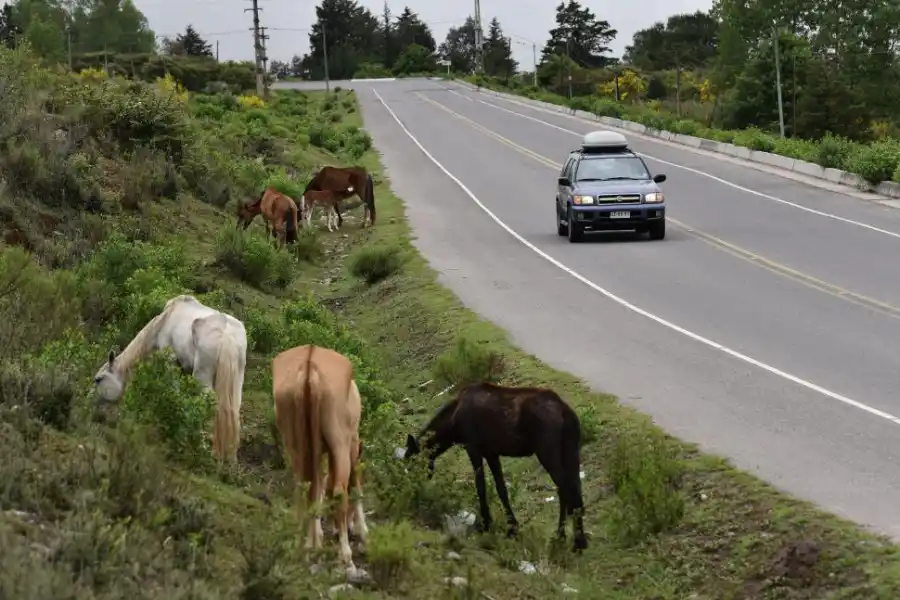 Animales sueltos: un “problema constante”