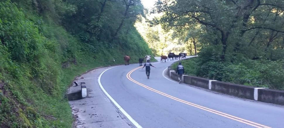 INTERVENCIÓN POLICIAL. Efectivos de la división Delitos Rurales durante un procedimiento para despejar al ganado que se cruzó en el tramo de cerro de la ruta 307.