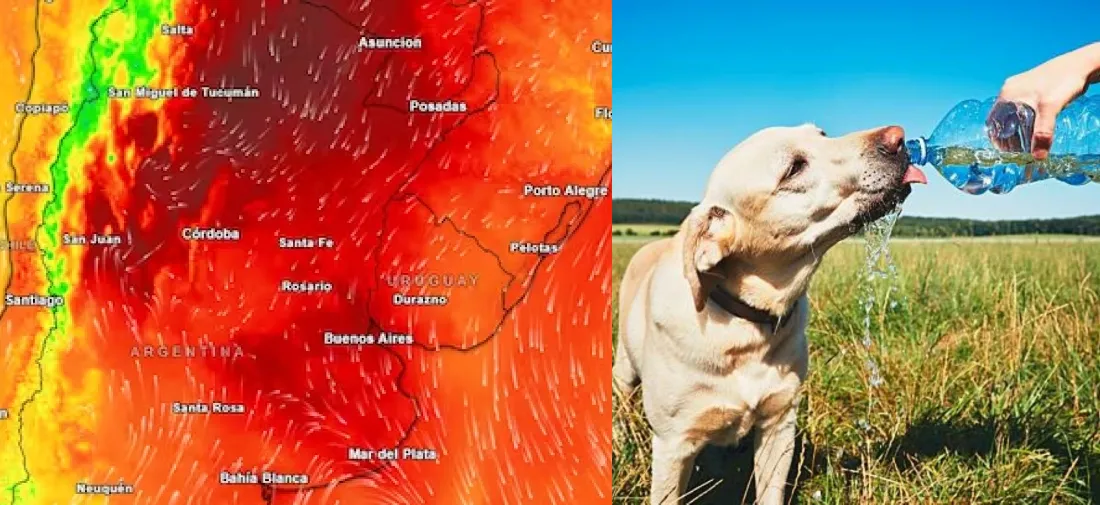 Alerta roja por la ola de calor: qué riesgos implica y cómo proteger a nuestras mascotas