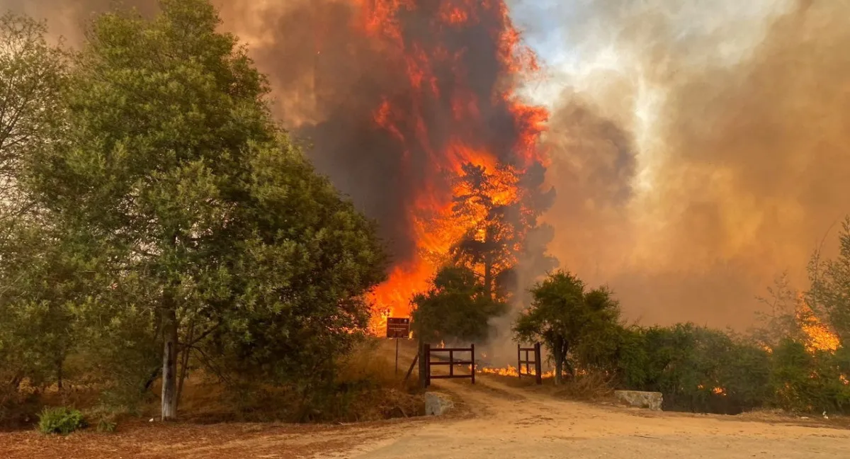 Chile: más de 50 personas murieron debido a los incendios forestales