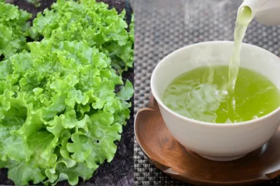 Té de lechuga: para qué sirve y a qué hora es mejor consumirlo