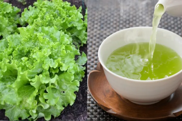 Té de lechuga: para qué sirve y a qué hora es mejor consumirlo