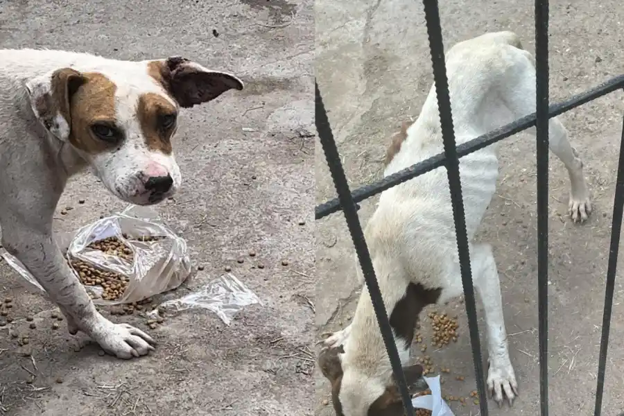 COMIENDO. Luego de mucho tiempo, León y Nano pudieron alimentarse.