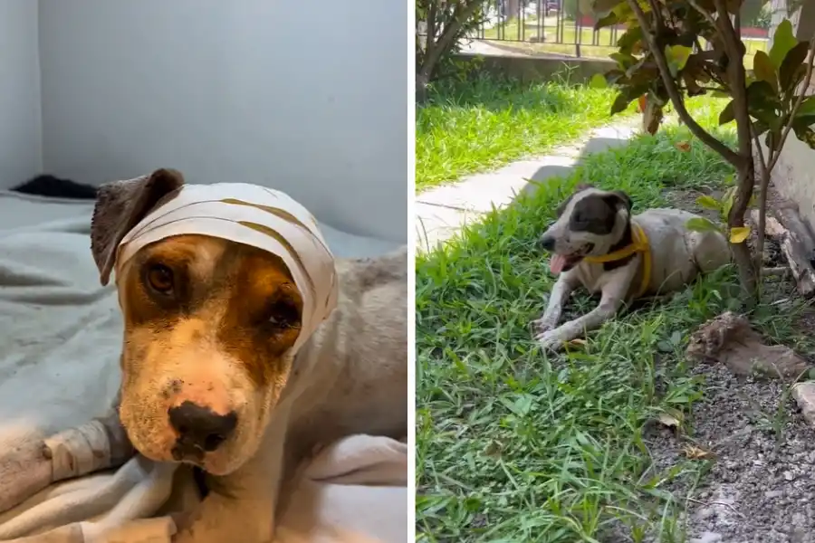 CADA VEZ MEJOR. A la izquierda, León en el veterinario recibiendo su transfusión de sangre. A la derecha, Nano descansando en su hogar de tránsito.