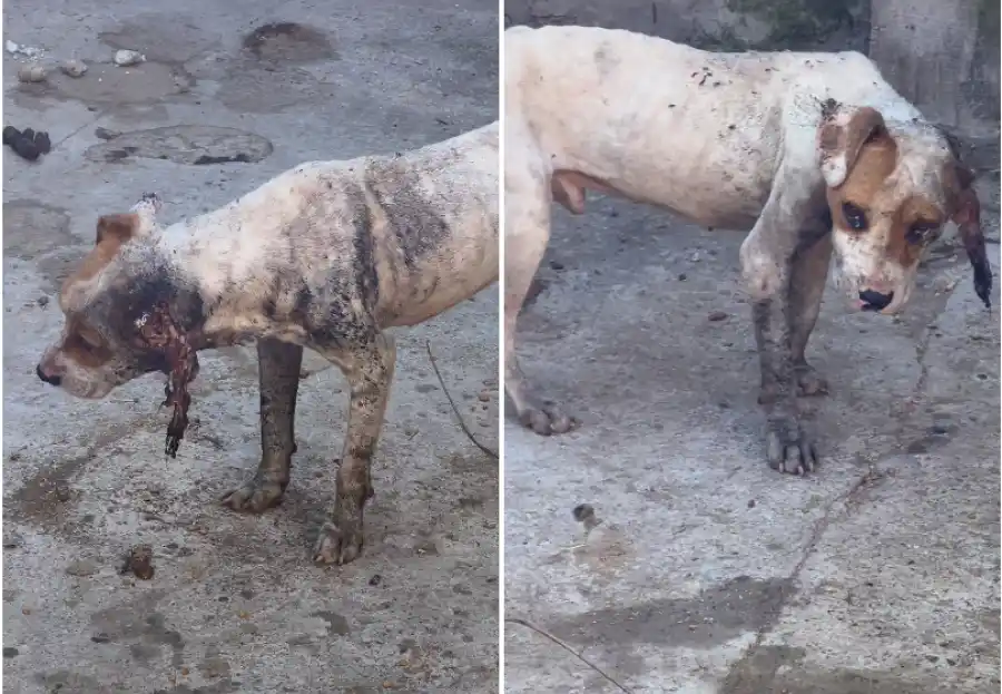 EL PEOR MOMENTO. León se encontraba muy avanzado en su infección