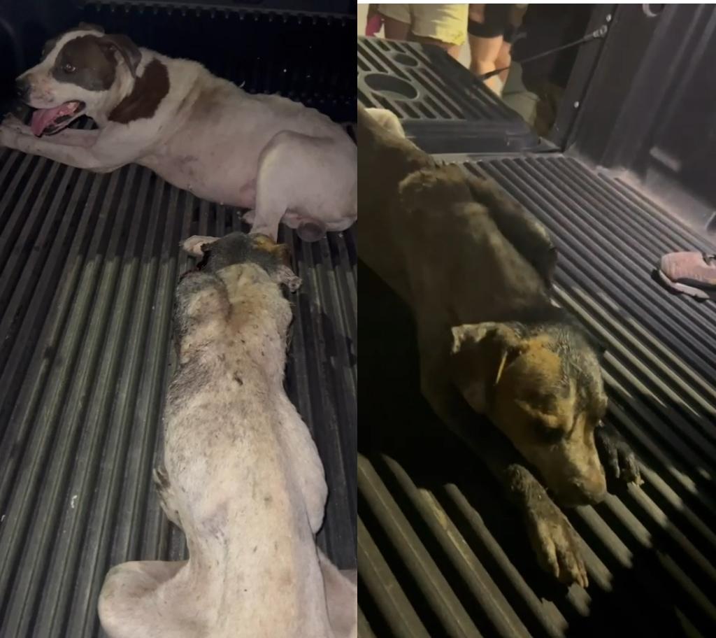 Maltrato animal: movilizó a cientos de personas y rescató a dos perros encerrados en un patio de cemento