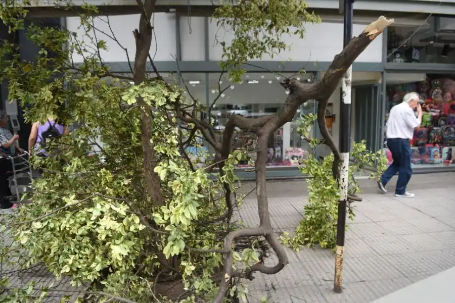 MENDOZA AL 400. La rama de un árbol se desprendió y cayó a la vereda. 