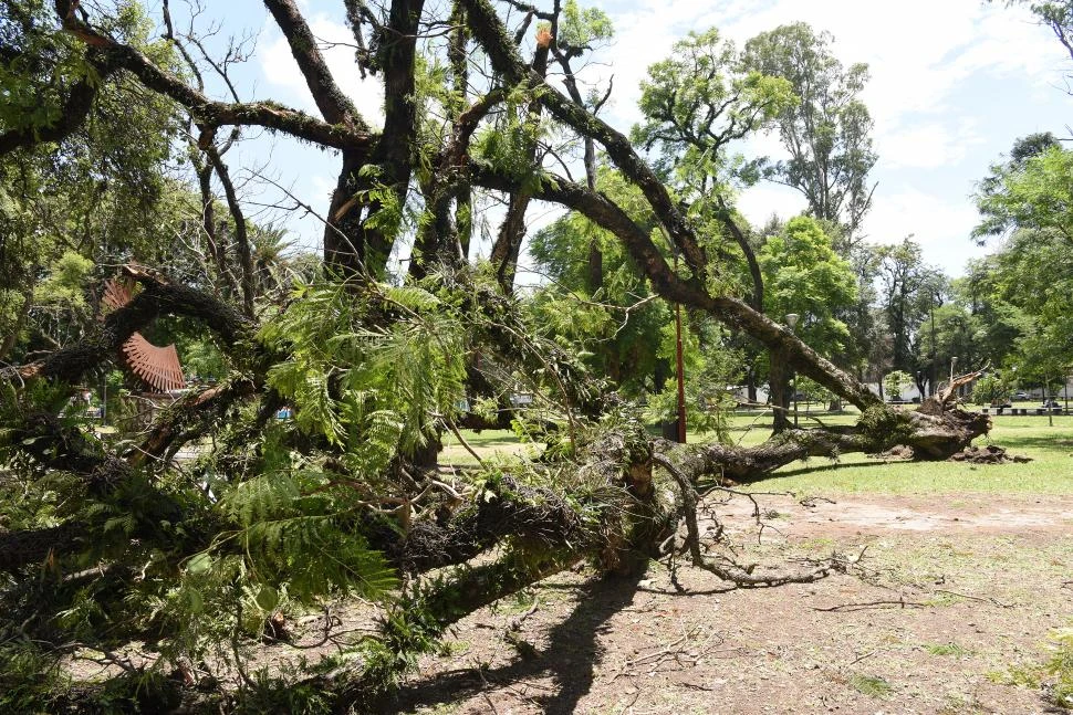NO ES LA PRIMERA VEZ. Como ya ocurrió en ocasiones anteriores, otro árbol se desplomó en el parque Avellaneda a causa de las fuertes ráfagas. 