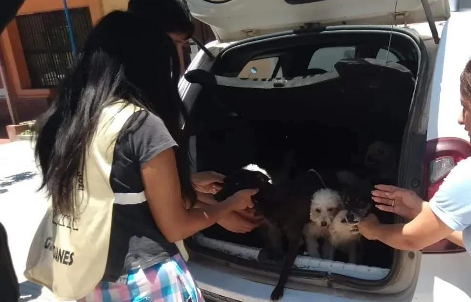 Burruyacú: rescatan 10 perros que se encontraban desnutridos y deshidratados