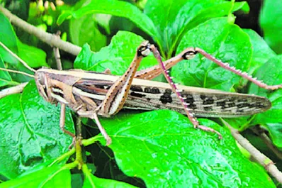 Campaña con langosteros de Tucumán, Santiago y Catamarca