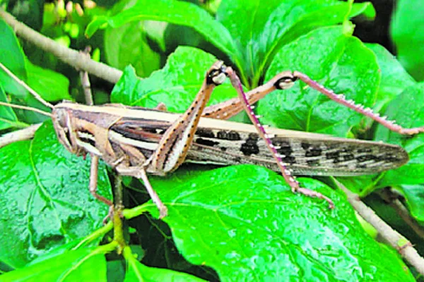 Campaña con langosteros de Tucumán, Santiago y Catamarca