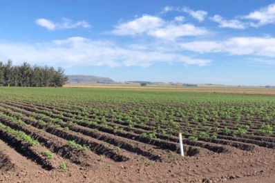 Papa: hubo relativa rentabilidad, pero los costos se elevaron mucho