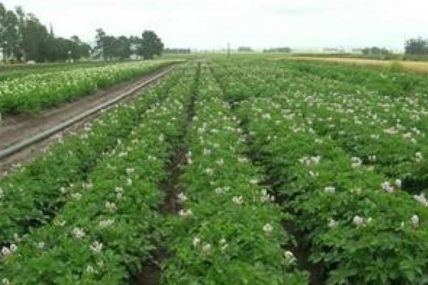 La tendencia en la última década fue la variabilidad amplia en el cultivo de papa
