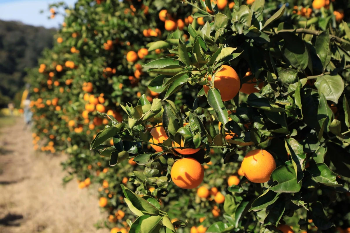Ledesma sigue liderando las exportaciones argentinas de naranjas