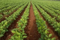 EEUU aumentará la producción de soja por la demanda para biocombustibles