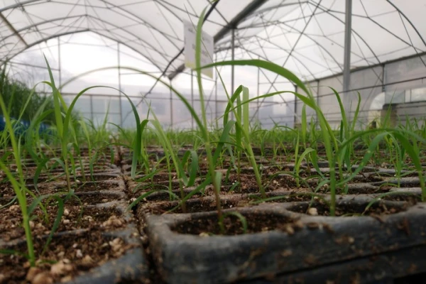 La caña semilla de alta calidad incrementa la productividad de los cañaverales