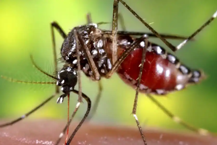 Dengue: en los últimos cinco días se disparó la cantidad de casos en Tucumán