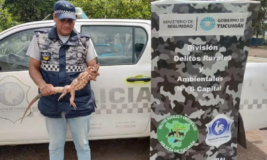 Tafí Viejo: rescatan una iguana hallada por vecinos