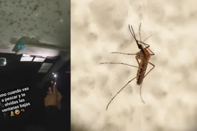 Video: dejaron las ventanillas del auto abiertas y los mosquitos lo invadieron