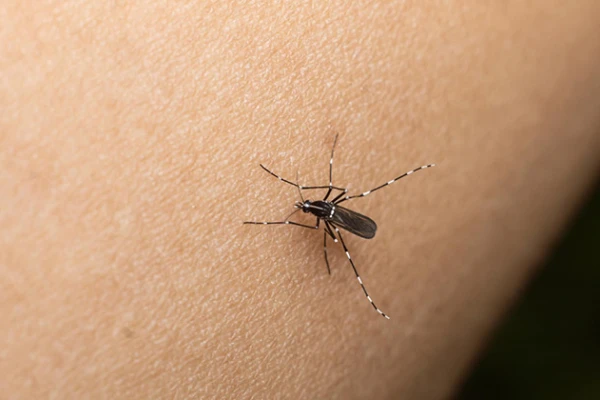 Dengue en Tucumán: cuatro puntos clave para detectar al mosquito que contagia la enfermedad