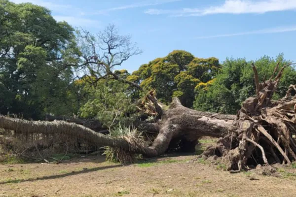 Reutilizan los troncos de los árboles caídos en tormentas
