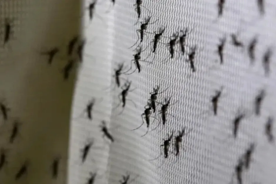 Invasión de mosquitos: por qué la picadura es más fuerte y resisten más al repelente