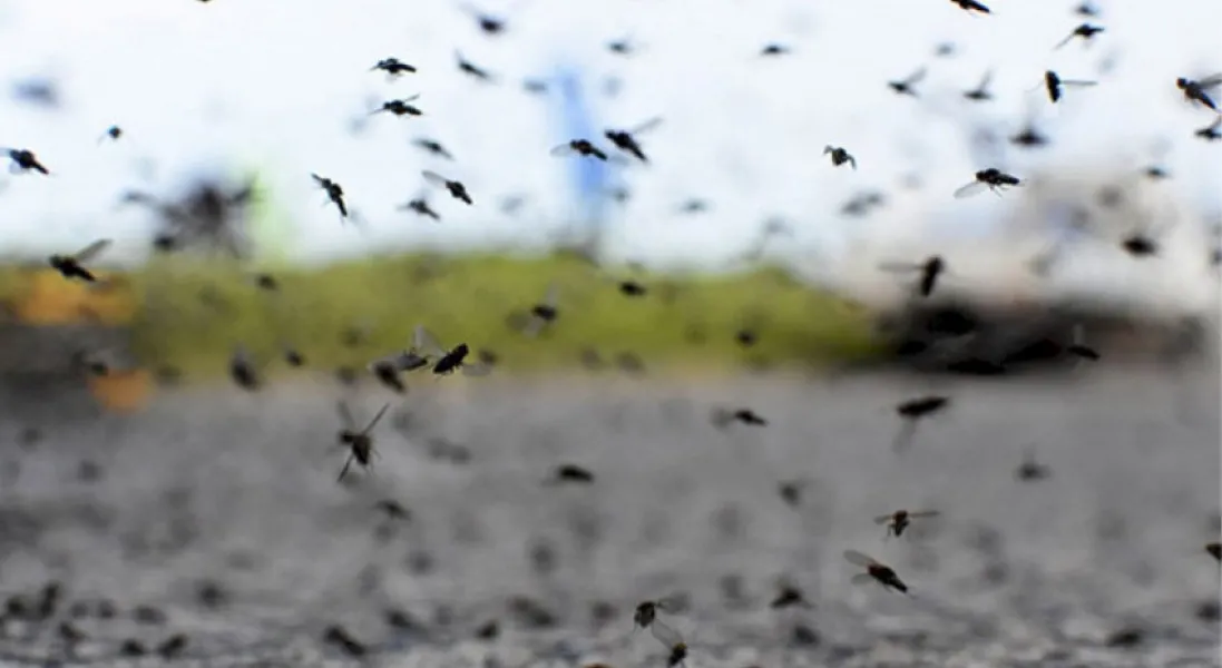 Una investigadora de Conicet sugiere cuidados especiales para evitar picaduras del mosquito Aedes albifasciatus