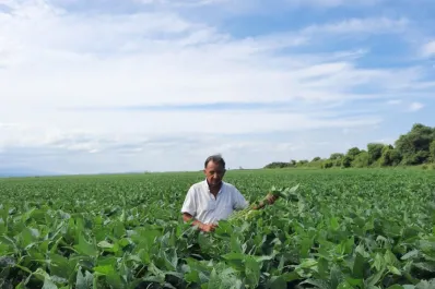 Hubo buena siembra de soja, pero desde enero hay menos agua