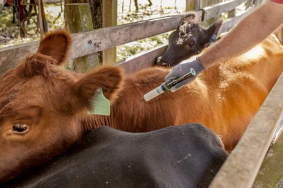 Primera campaña de vacunación 2024 antiaftosa