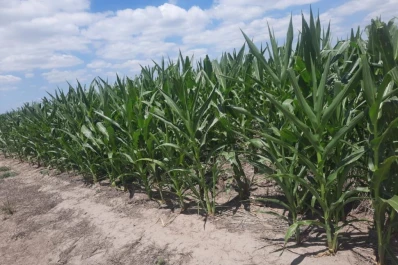 Soja y maíz: la campaña será mejor que la de 2023