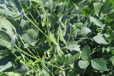 Los cultivos de granos sortearon una etapa crítica por efecto del clima y esperan más lluvias