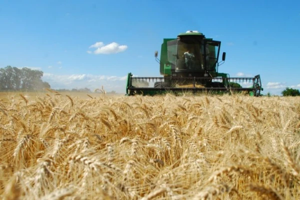 Se proyecta un crecimiento del 84% en las exportaciones de trigo