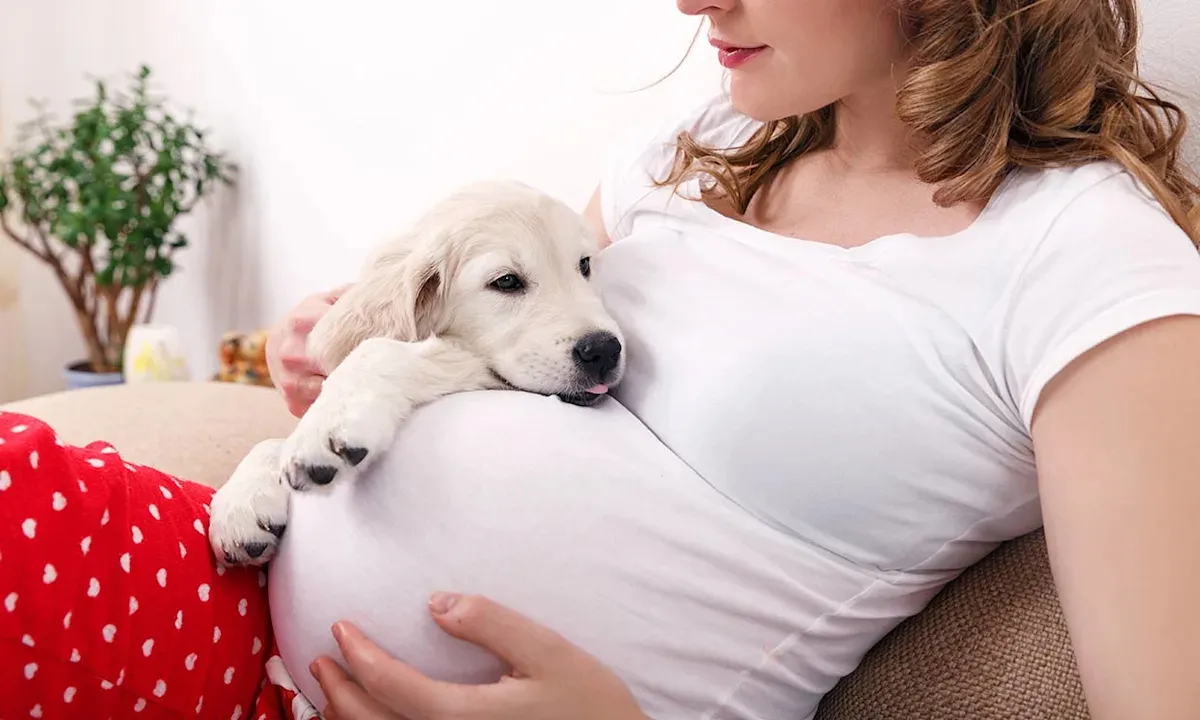 Cómo hacen los perros para detectar un embarazo antes que todos