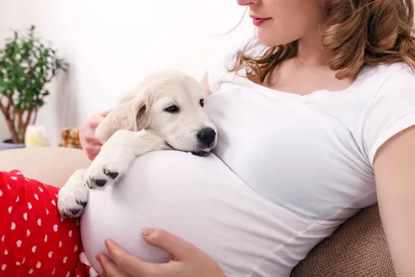 Cómo hacen los perros para detectar un embarazo antes que todos